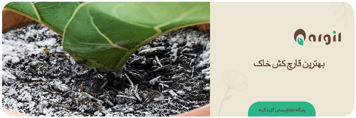 راهنمای انتخاب بهترین قارچ کش خاک | کدام...